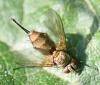 Solieria sp.